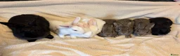 New Zealand rabbits for sale: New Zealand baby’s  - Advert 8