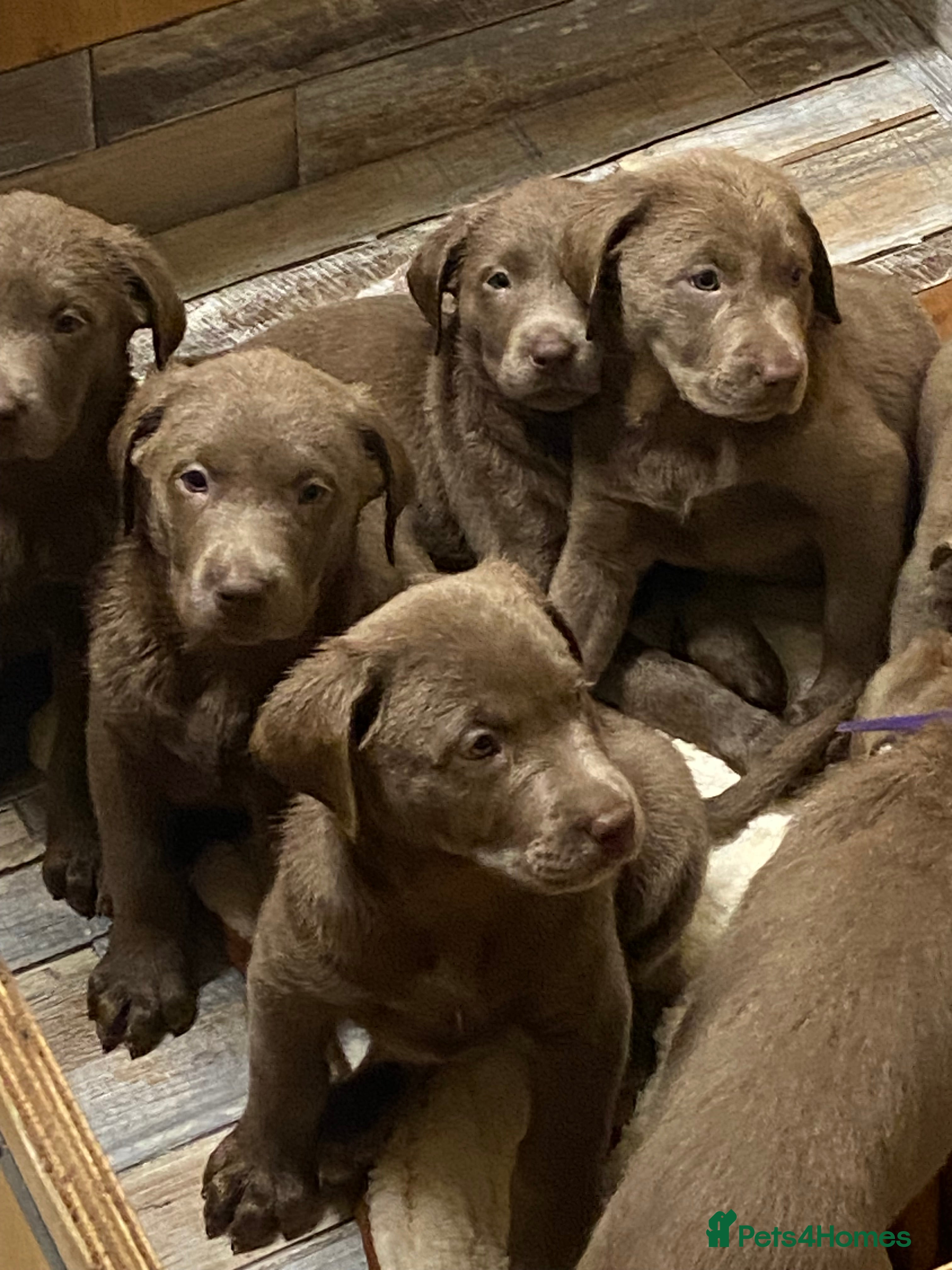 Labrador Retriever dogs Silver Labradors retrievers *READY TO LEAVE* - Advert 10