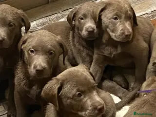 Labrador Retriever dogs Silver Labradors retrievers *READY TO LEAVE* - Advert 10