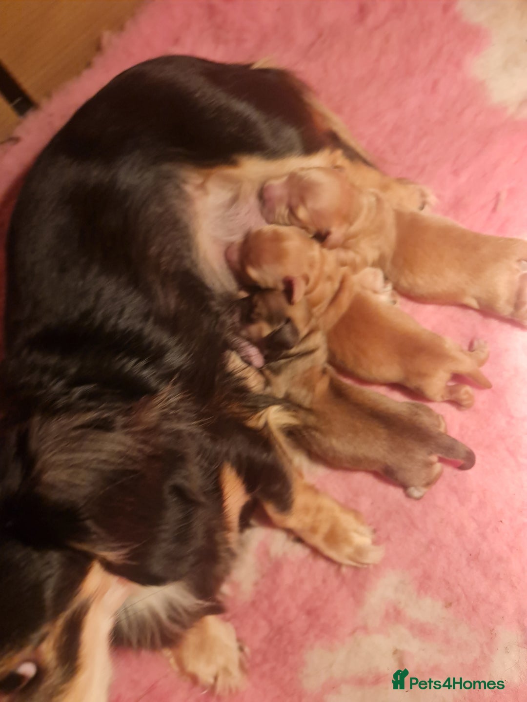 Miniature Dachshund dogs for sale: Miniature log haired - Advert 8