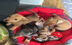 Mixed Breed dogs for sale: 4 Jack Russell cross Dachshund puppies - Image 1