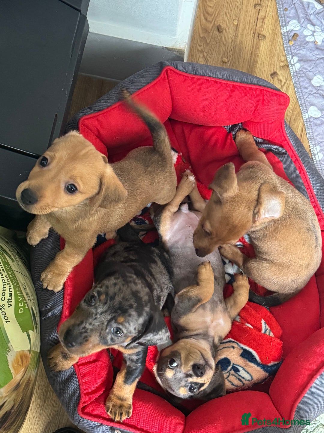 Mixed Breed dogs for sale: 4 Jack Russell cross Dachshund puppies - Image 1