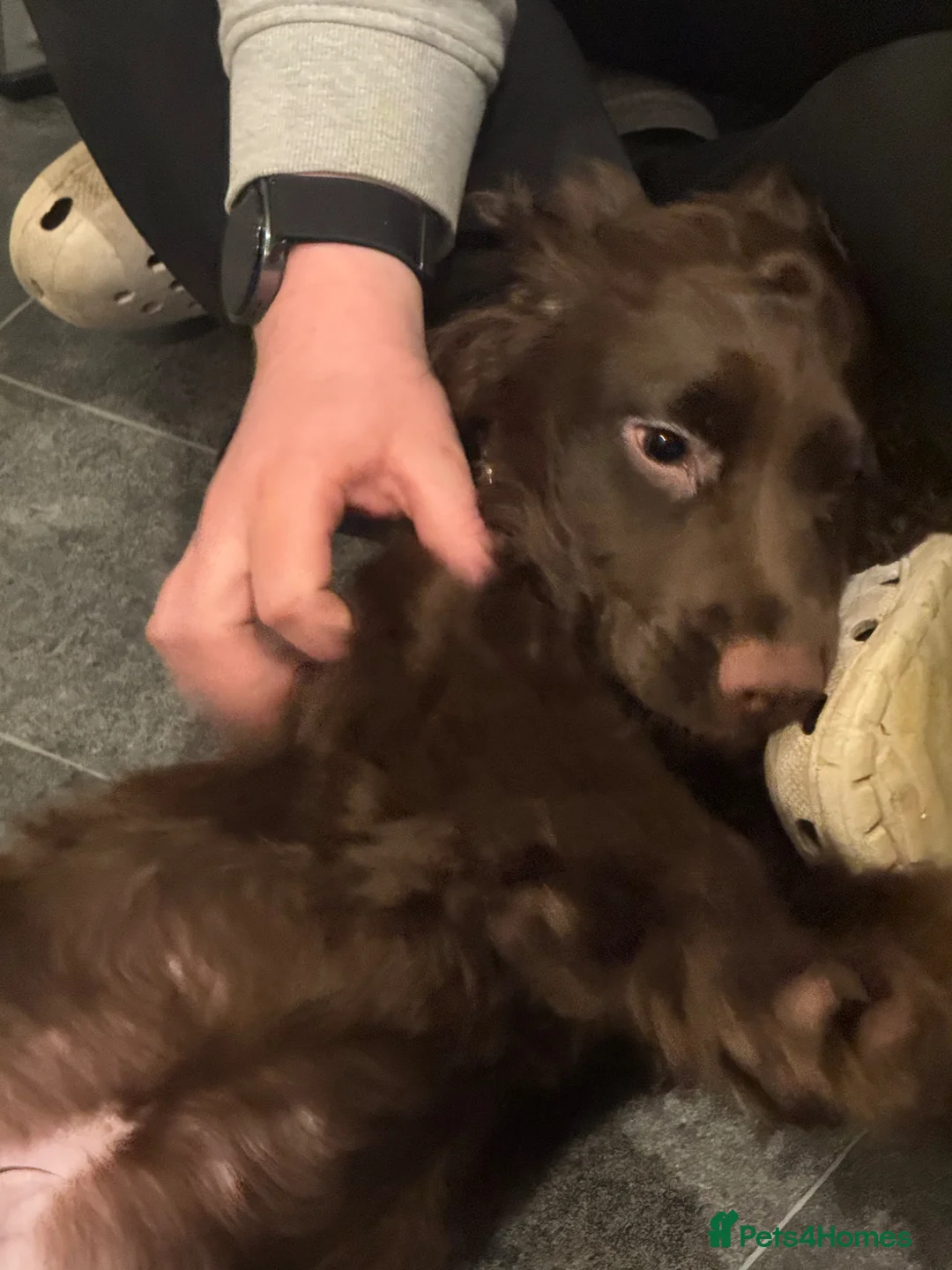 Cocker Spaniel dogs for sale: Cocker spaniel  in Lanark - Advert 4