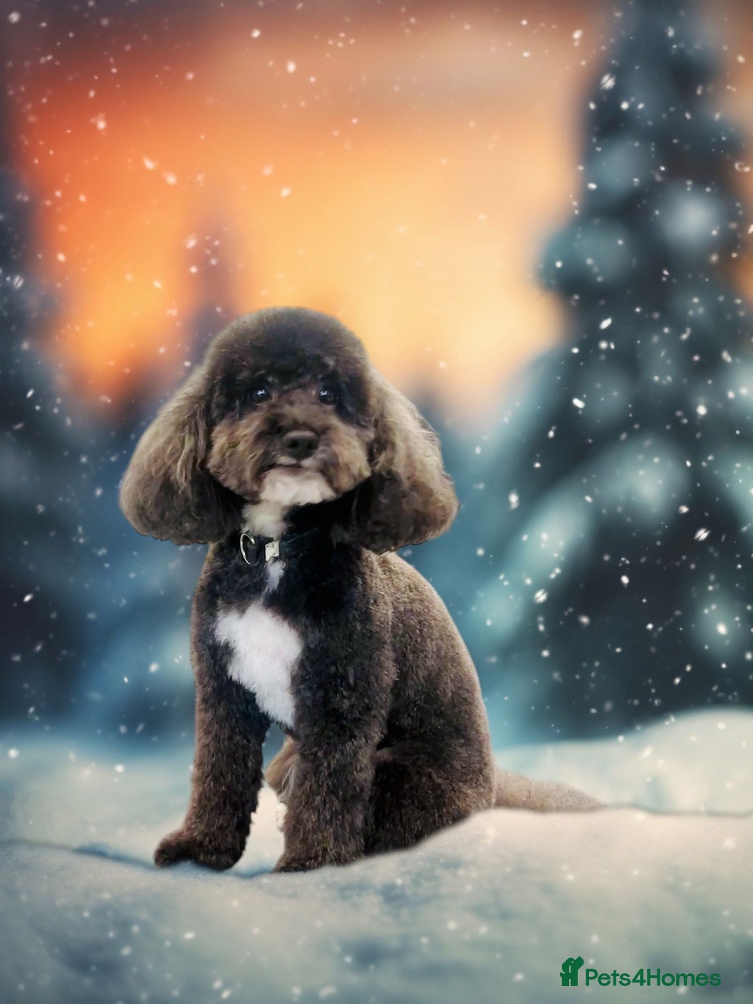 Toy Poodle dogs for stud: ADORABLE TOY POODLE FOR STUD in Bromley - Advert 5