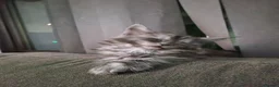 Maine Coon cats for sale: 2 beautiful Maine Coones left - Advert 5