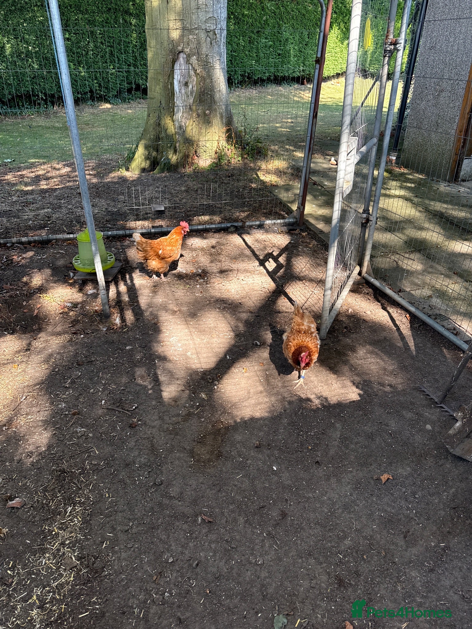 Chickens poultry Rhode Island Red Hens x 5 - Advert 7