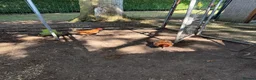 Chickens poultry for sale: Rhode Island Red Hens x 5 - Advert 1