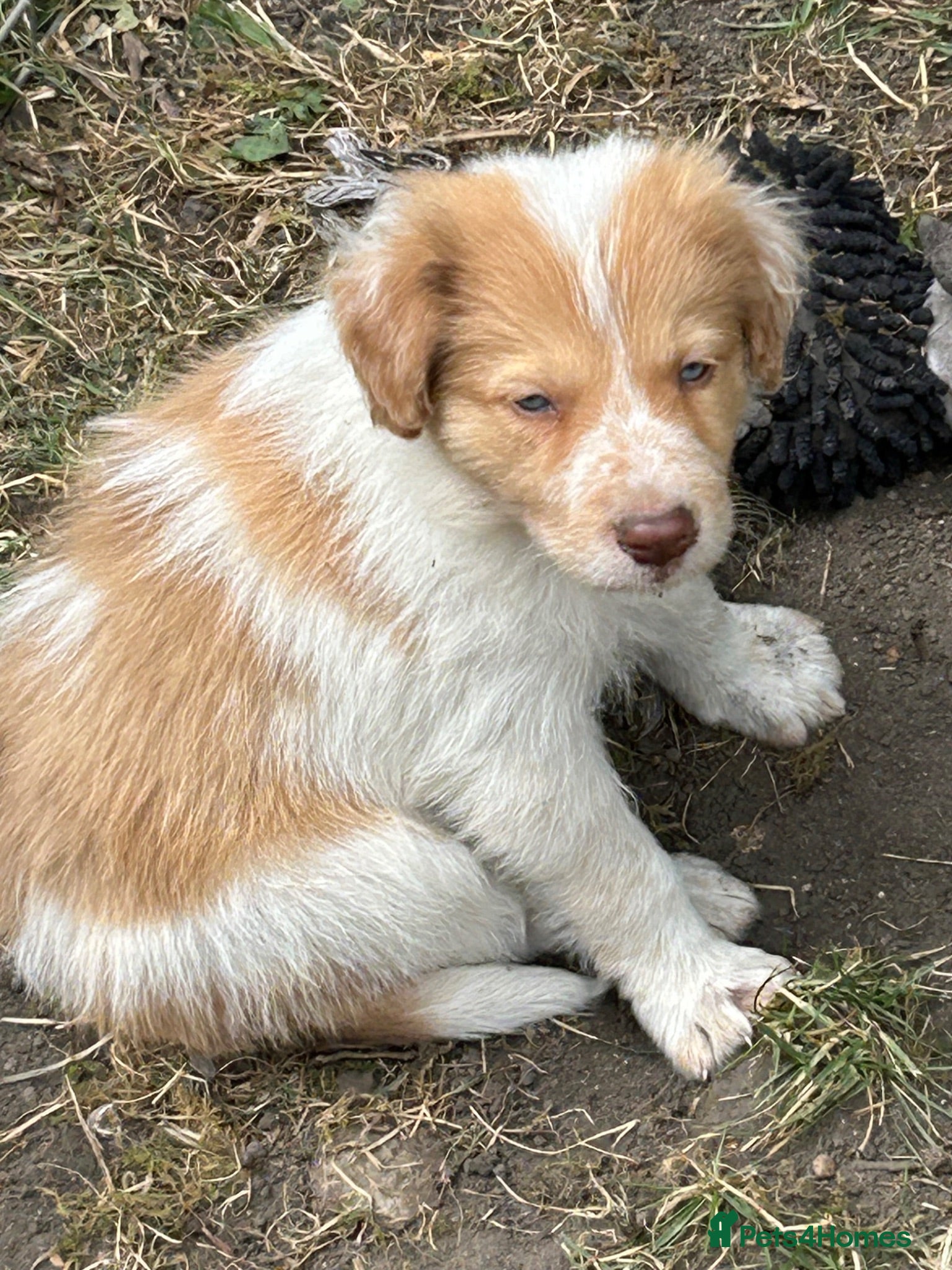 Border Collie dogs Stunning Border Collie pups - Advert 2