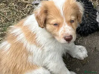 Border Collie dogs Stunning Border Collie pups - Advert 2