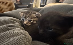 British Shorthair cats for sale: Kittens  - Advert 11