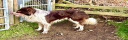 Border Collie dogs for stud: Red and White Border Collie Sheepdog Stud ISDS Reg in Church Stretton - Advert 8