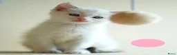Mixed Breed cats for sale: 3 Siamese and Ragdoll mixed kittens - Advert 13