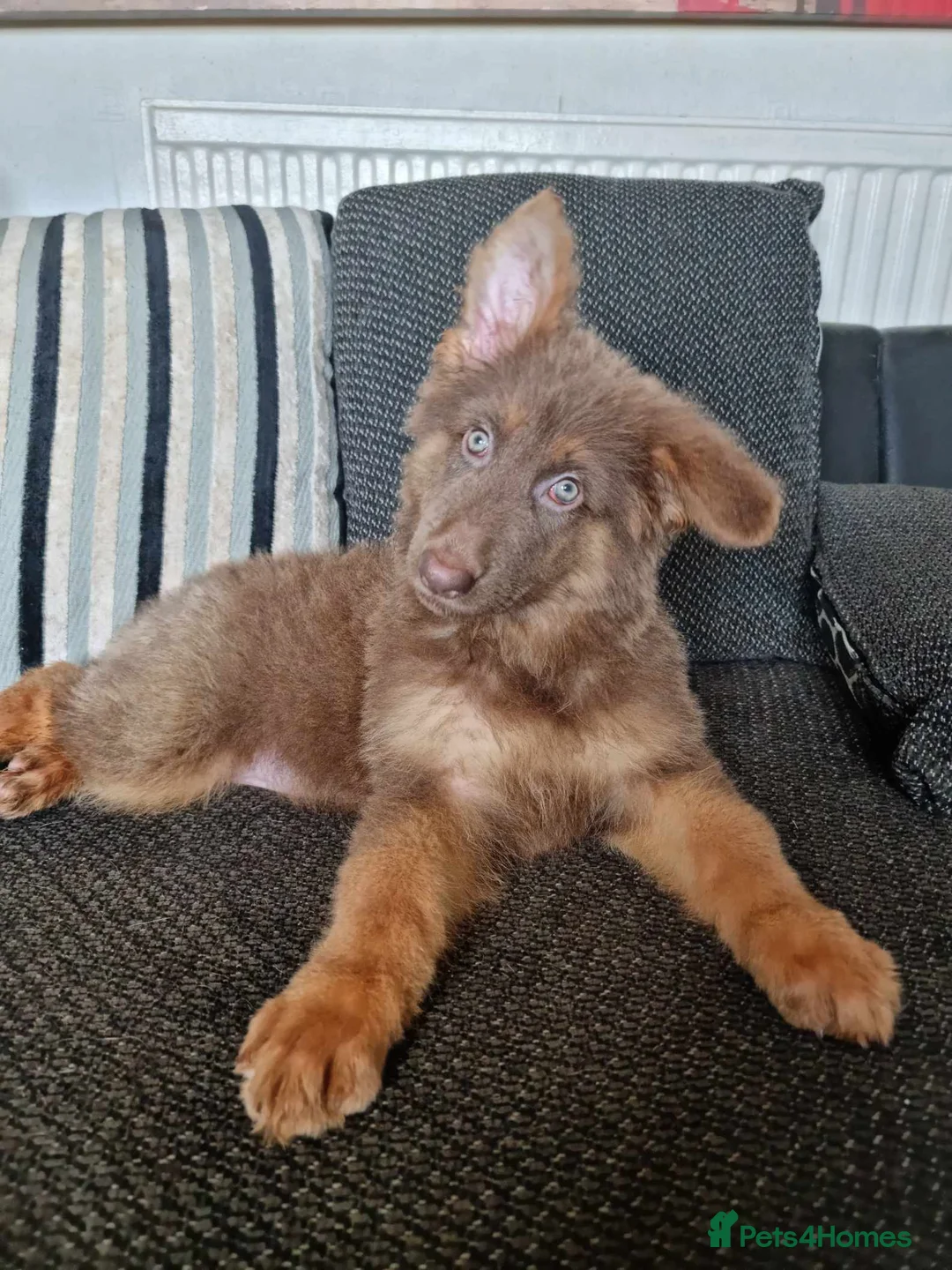 German Shepherd dogs for stud: PROVEN KC REG STRAIGHT BACK BLUE BICOLOUR in Redditch - Advert 9