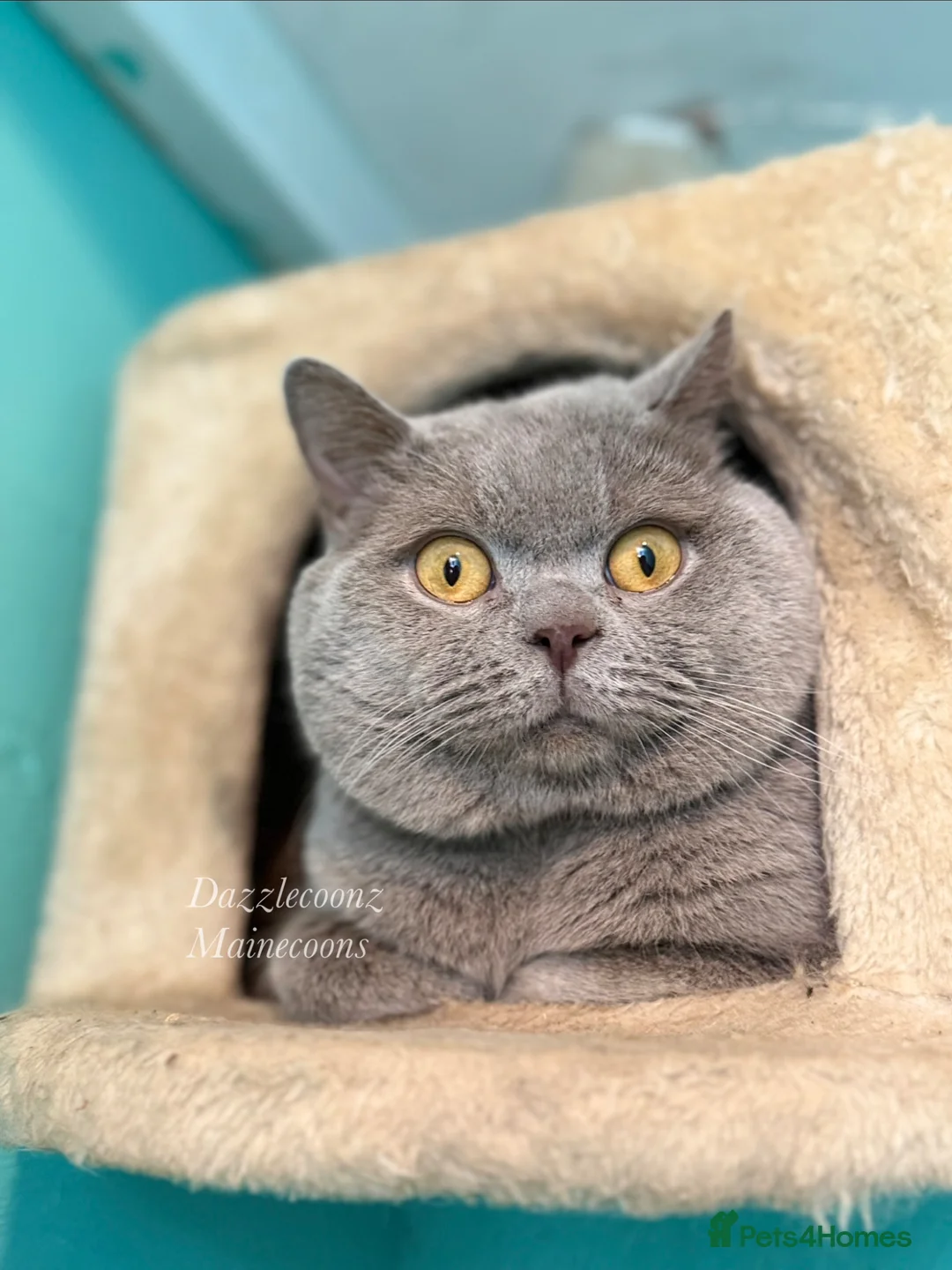 British Shorthair cats for sale: Chunky registered BSH kittens 🧸  - Advert 2