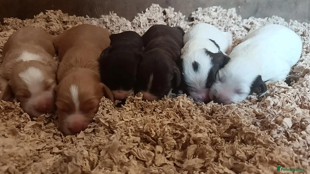 Cocker Spaniel dogs for sale: KC REGISTERED COCKERS - Advert 1