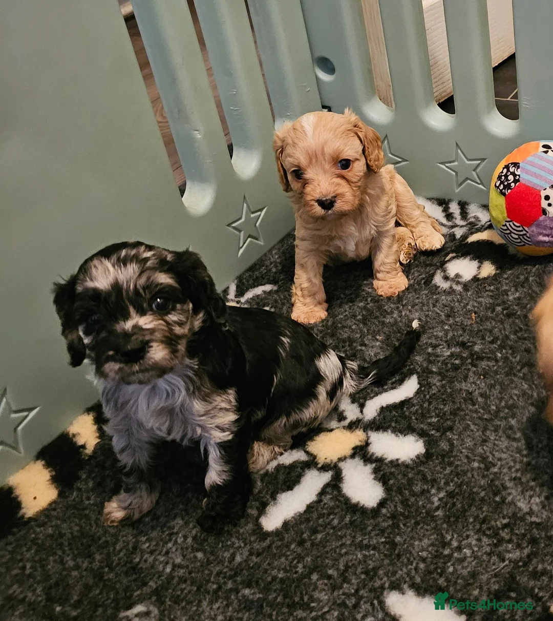 Cavapoo dogs for sale: Health tested F1 Cavapoo puppies - Advert 1