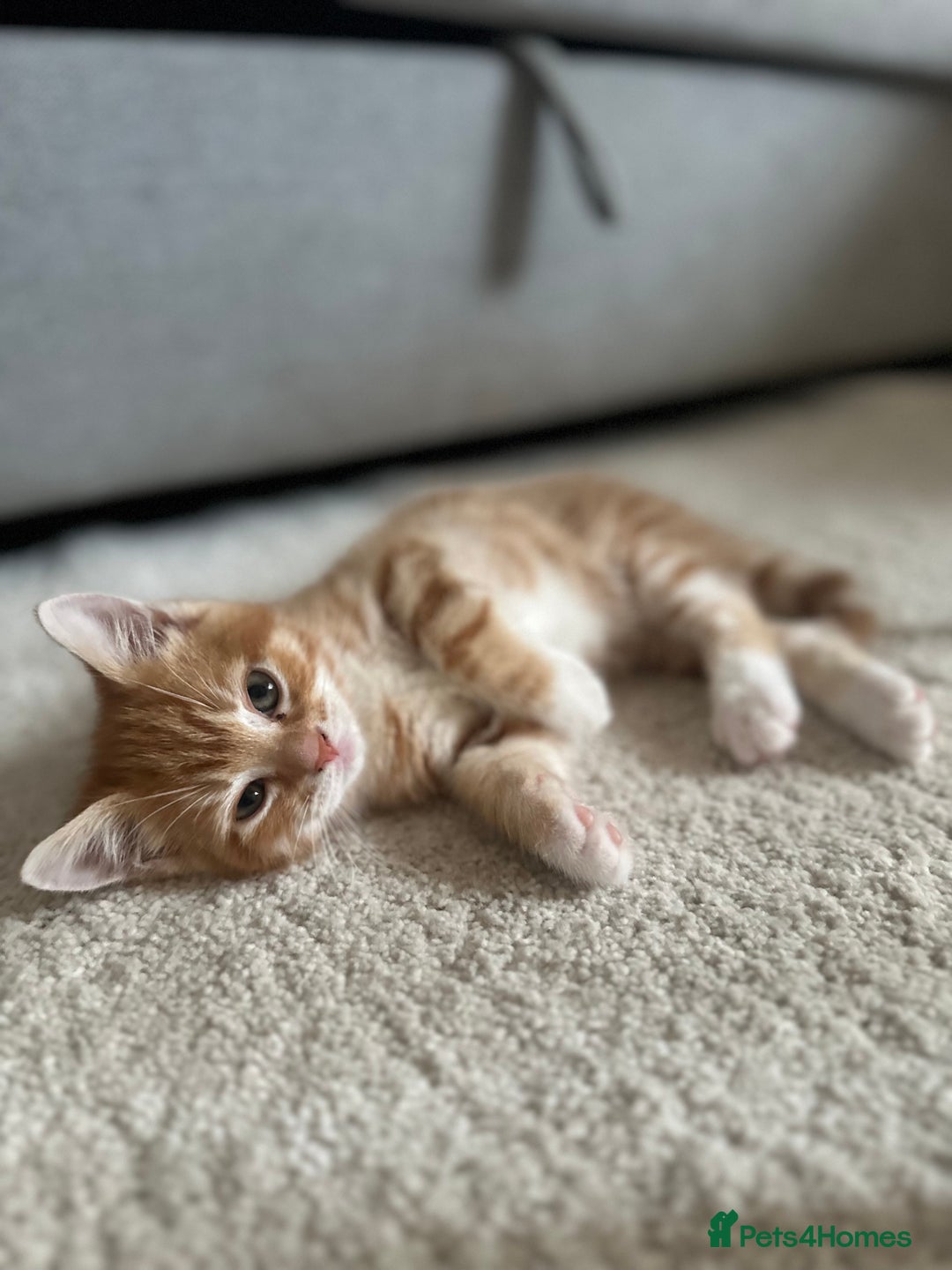Domestic Shorthair cats for sale: Lovely ginger kittens - Image 9