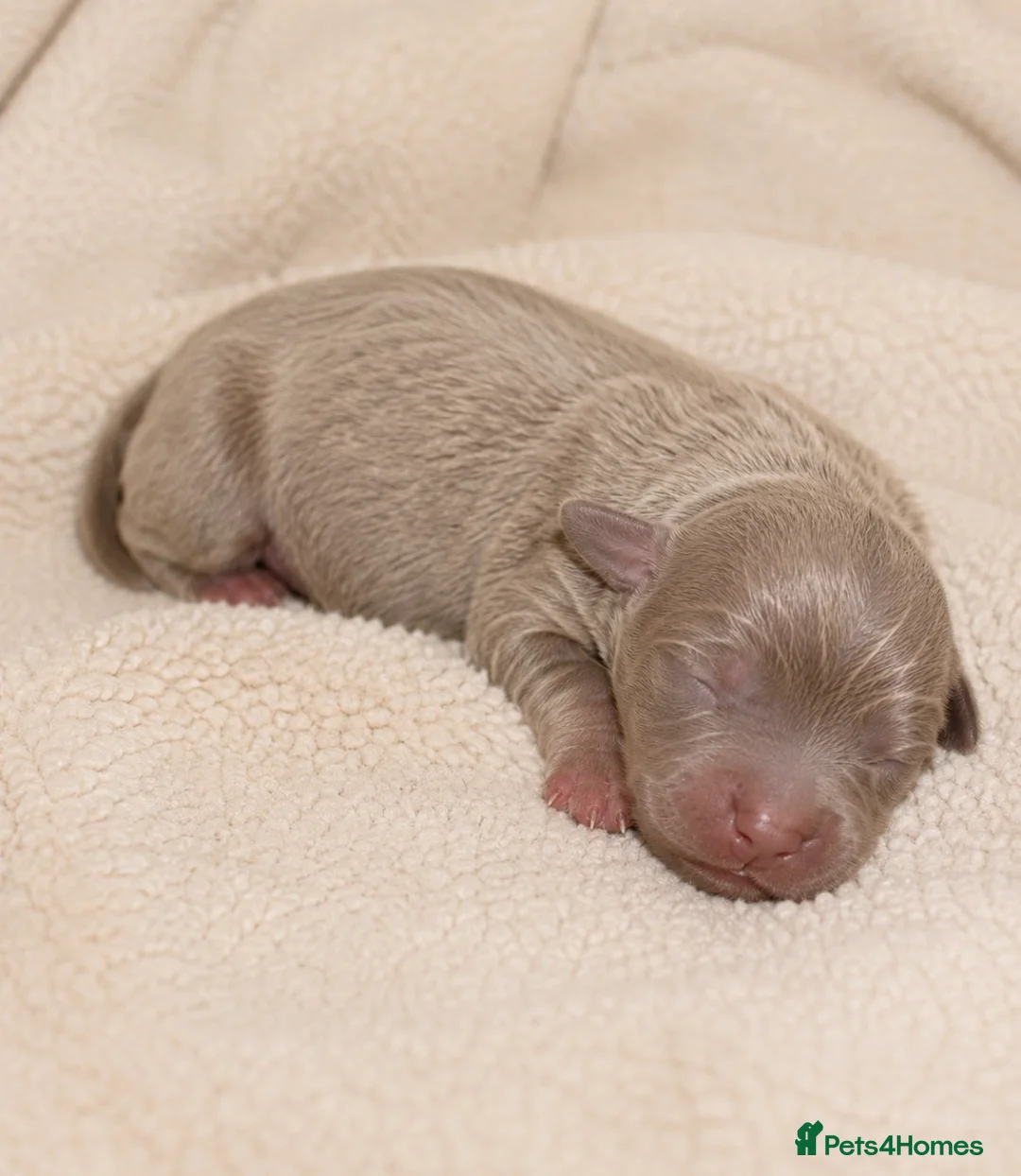 Miniature Dachshund dogs for sale: 👑🐾Quality KC Miniature Dachshunds🐾👑 in Staines - Advert 6