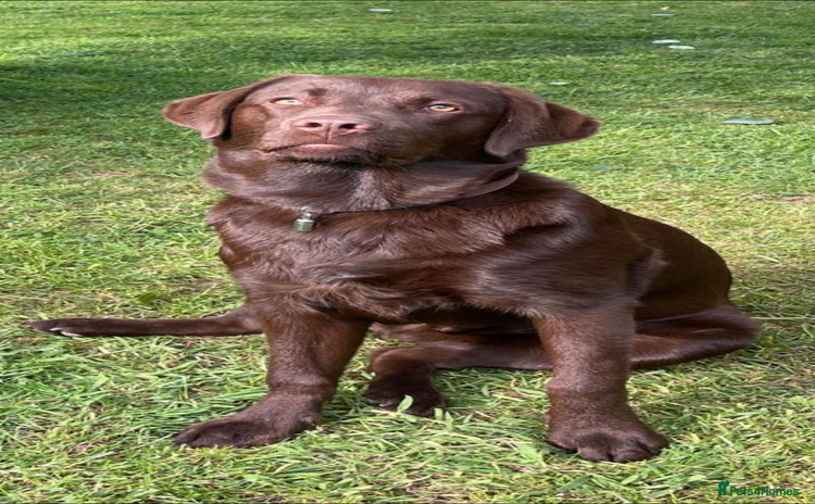 Labrador Retriever dogs - Advert 13