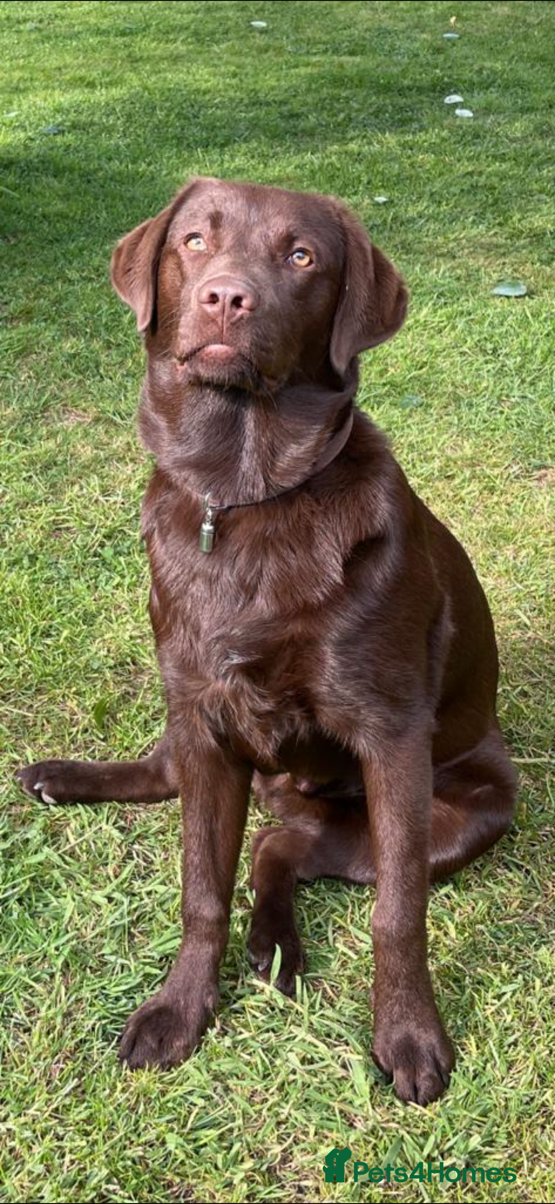 Labrador Retriever dogs for stud: KC Brown chocolate lab for stud  - Image 1