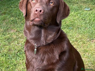 Labrador Retriever dogs - Advert 4