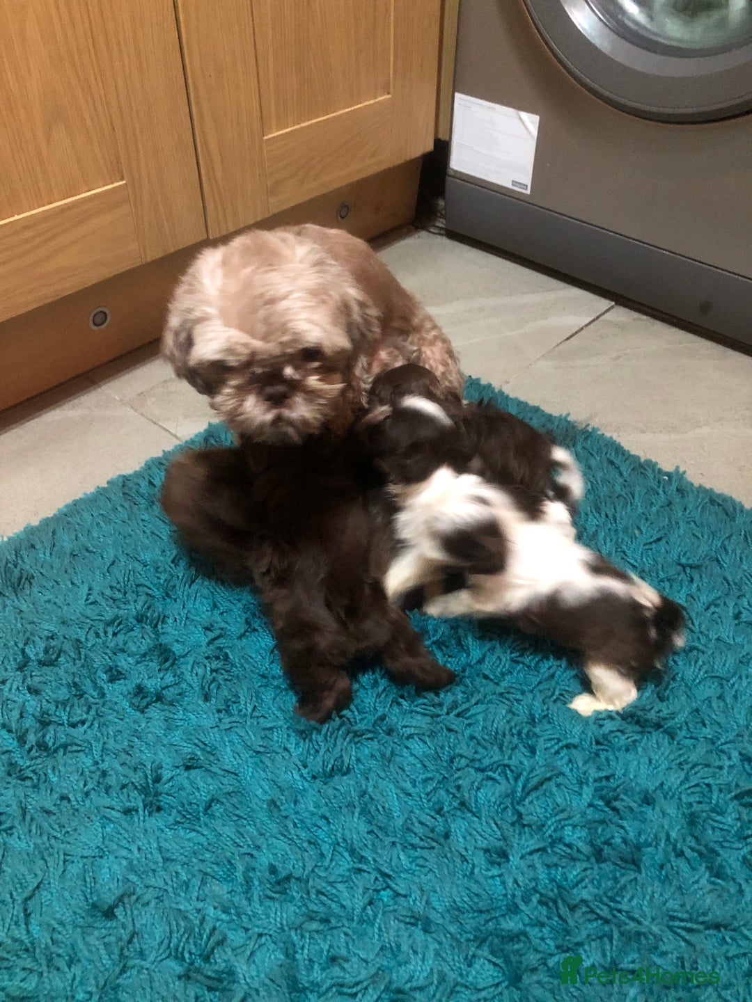 Shih Tzu dogs for sale: 6 beautiful shih tzu puppies  - Advert 2