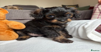 Cavapoo dogs - Advert 4