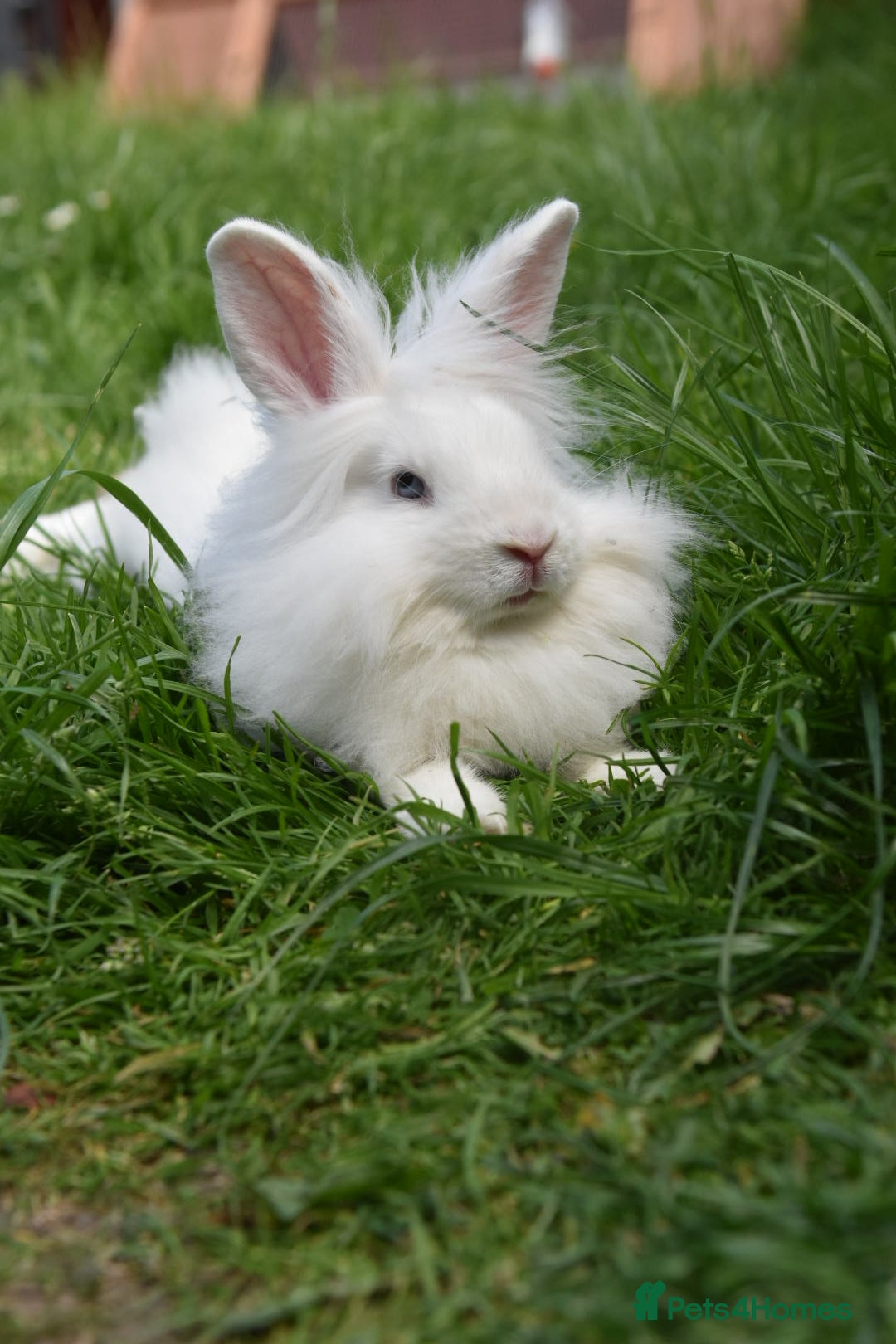 Mixed Breed rabbits for sale: 6 Month Old Lionhead x Angora Does - Image 13