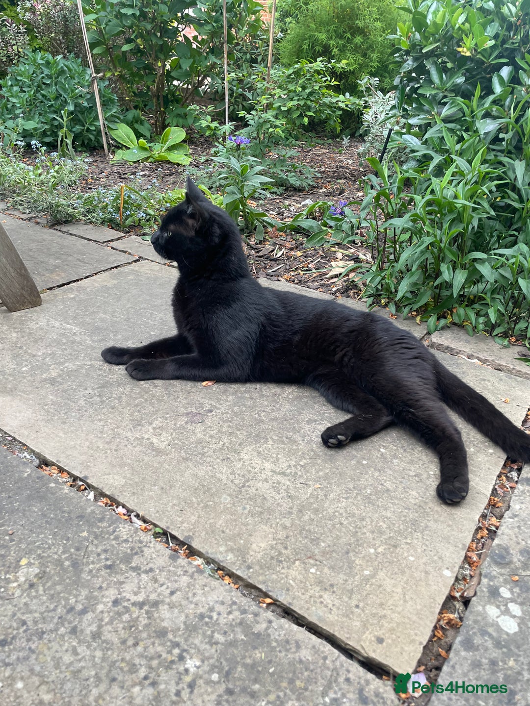 Domestic Shorthair cats for sale: Two darling black female kittens for sale in Bagshot - Image 4