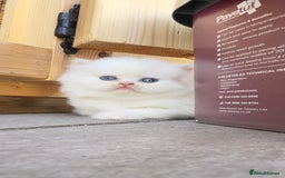 British Longhair cats for sale: 6 Adorable British ShortHair X LongHair kittens .  - Image 5