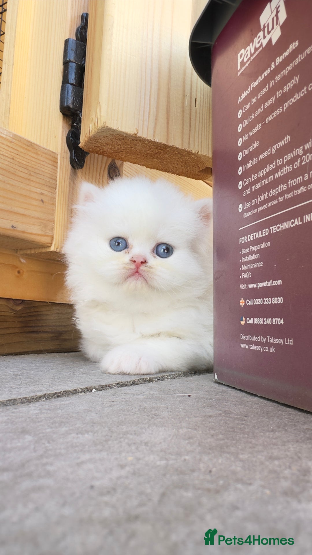 British Longhair cats for sale: 6 Adorable British ShortHair X LongHair kittens .  - Image 5