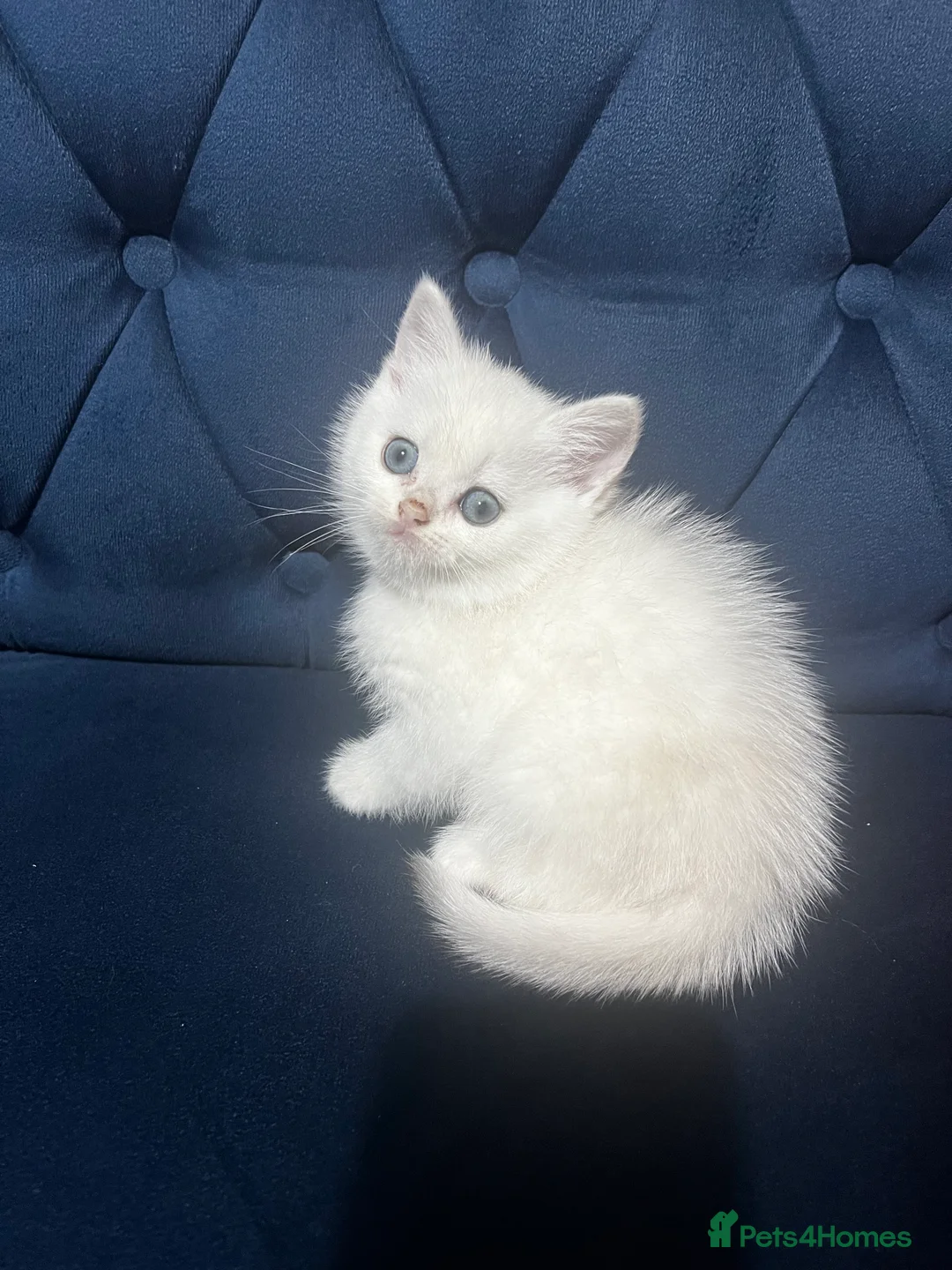 British Shorthair cats for sale: British shorthair type kittens - Advert 5