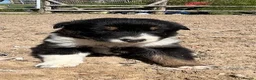 Border Collie dogs for sale: Beautiful Tri coloured collie puppies for sale - Advert 6