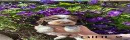 Cocker Spaniel dogs for sale: Cocker spaniel puppies  - Advert 21