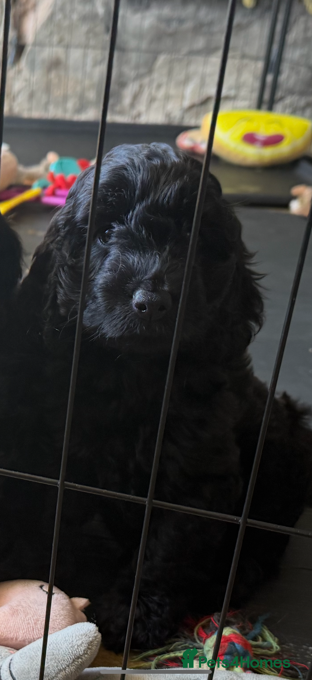 Cockapoo dogs for sale: ✨ F1 Toy Cockapoo Puppies – Ready 28th August ✨ - Image 13