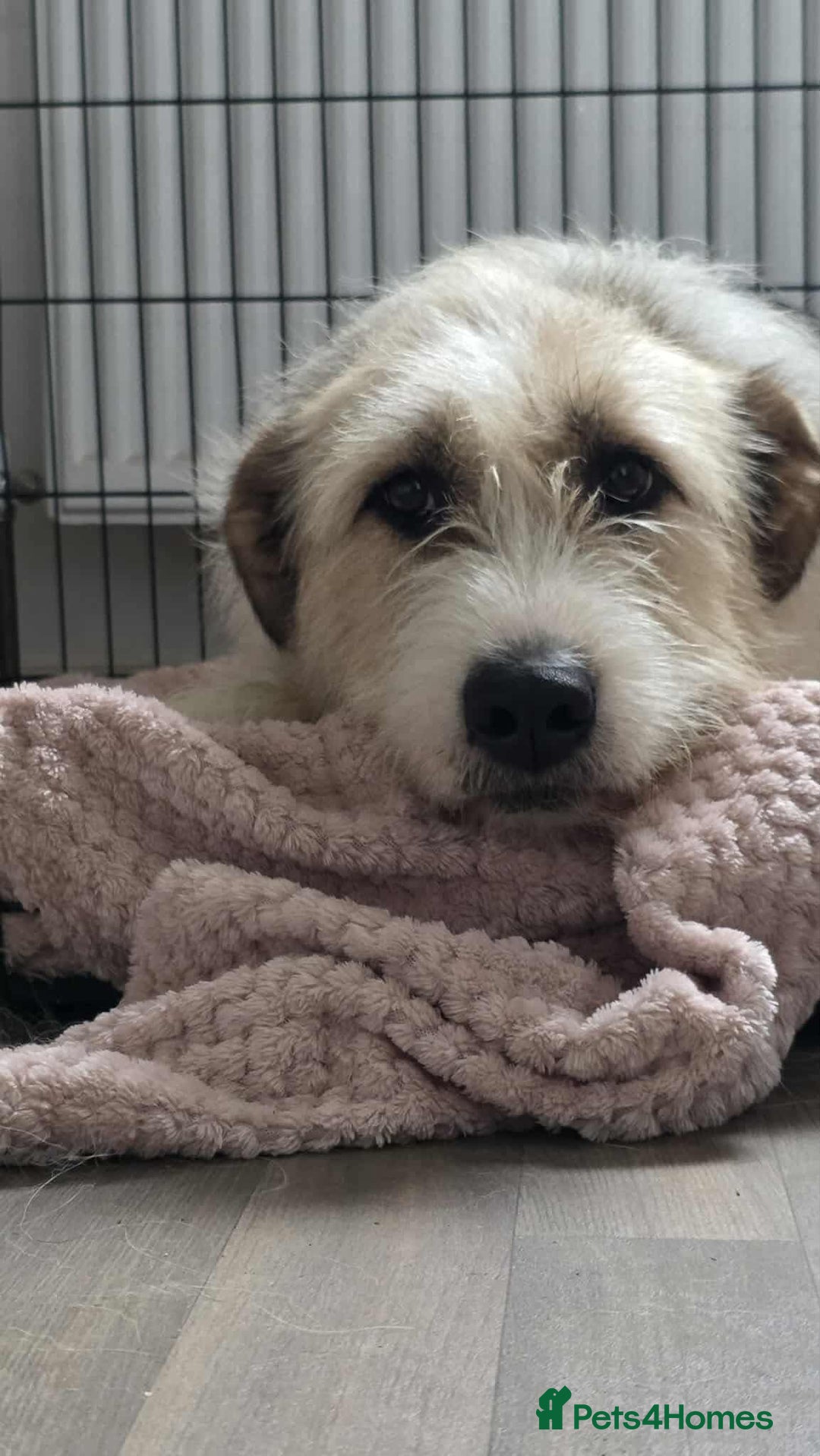 Mixed Breed dogs for adoption: Hershey & Harley 💙 still Waiting - Advert 8