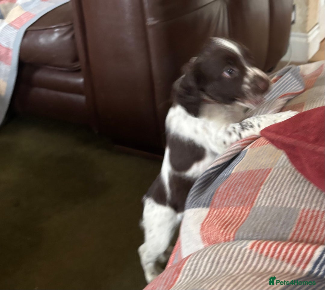 English Springer Spaniel dogs for sale: English Springer Spaniels available 3 x girls in Hereford - Image 21