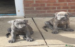 Cane Corso dogs for sale: Cane Corso puppies 9 week old 🫶❤️🫶 - Image 4