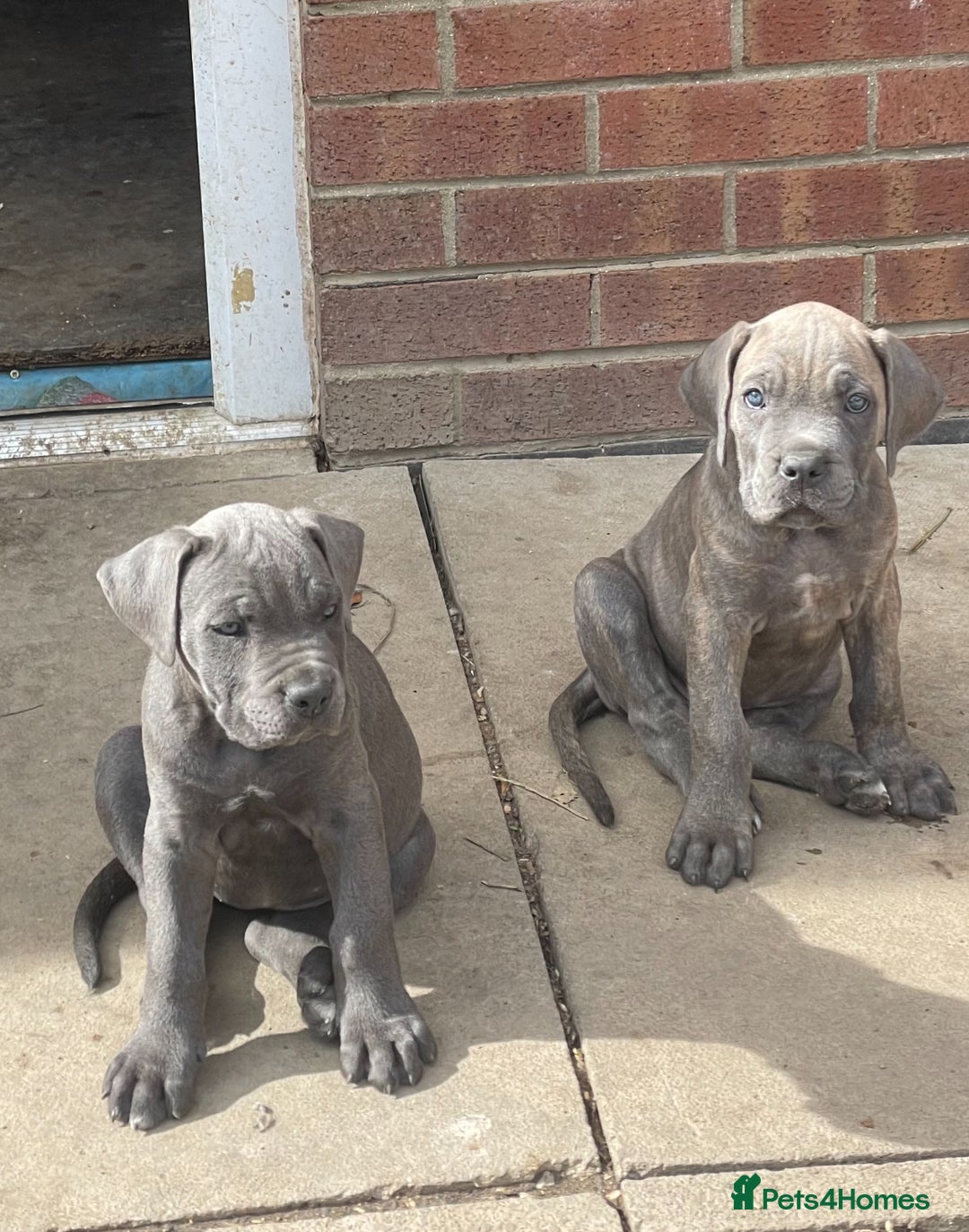 Cane Corso dogs for sale: Cane Corso puppies 9 week old 🫶❤️🫶 - Image 4