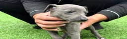 Whippet dogs for sale: Whipets Puppies - Advert 17