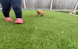 Labrador Retriever dogs for sale: Labrador puppies - Image 7