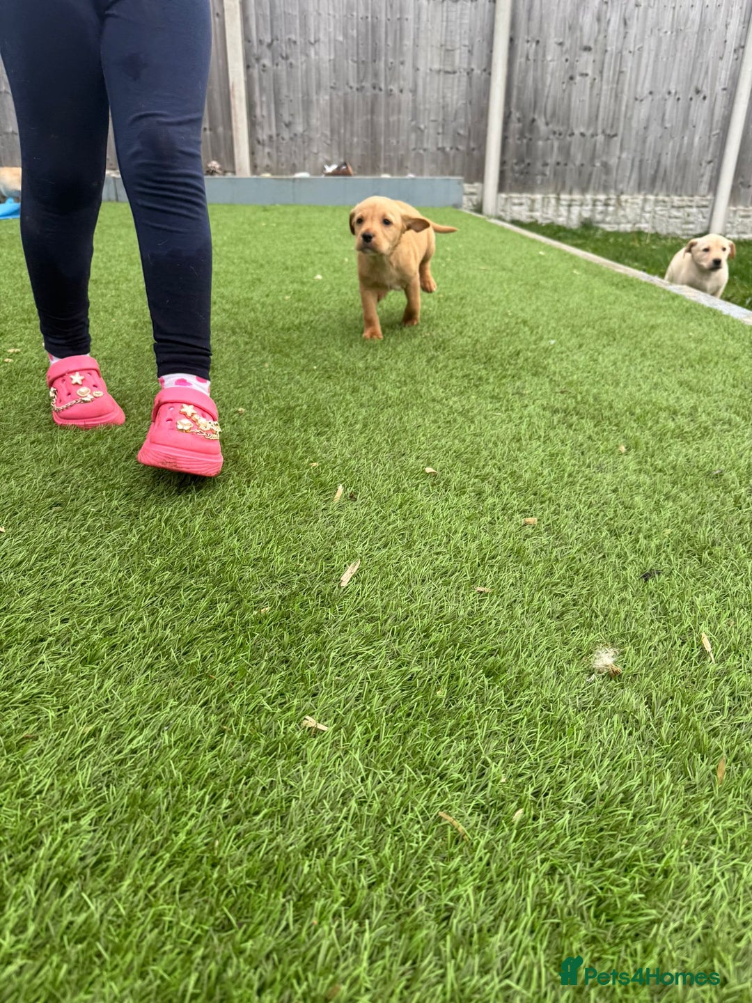 Labrador Retriever dogs for sale: Labrador puppies - Image 7