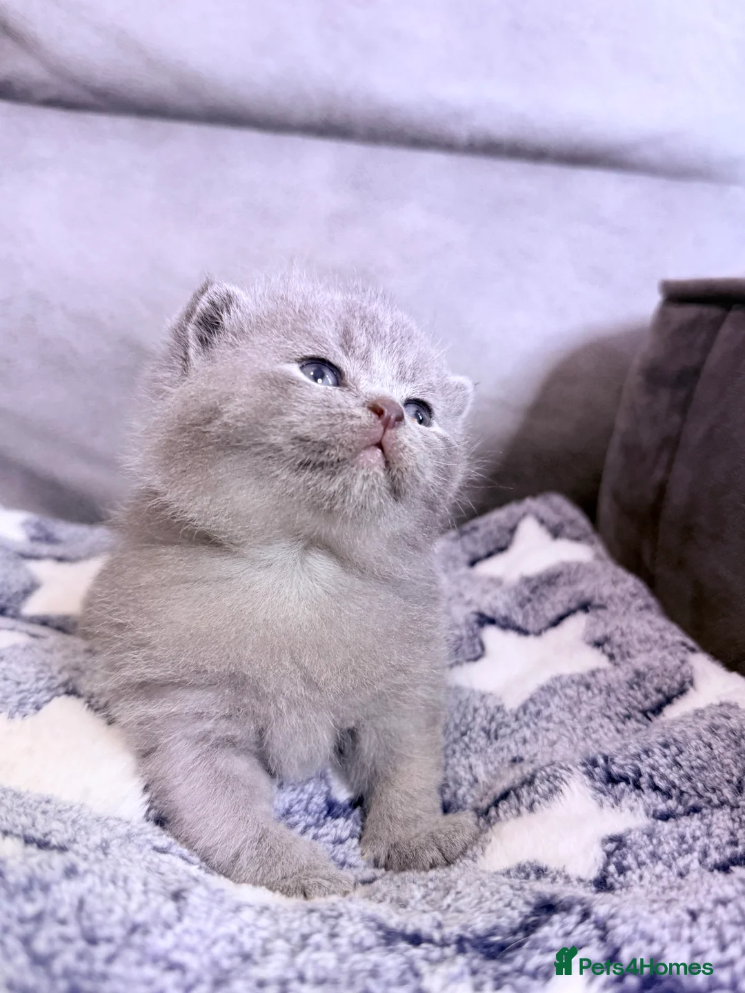 British Shorthair cats for sale: 100% Pure Pedigree Champion line Bsh Reg. Kittens - Advert 13