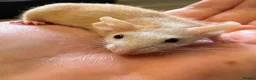 Mouse rodents for sale: Four male naked mice, with complete set up & food - Advert 5