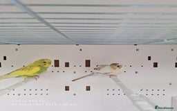 Budgerigars birds for sale: Baby budgies for sale  - Image 2