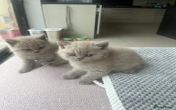 British Shorthair cats for sale: British Short Hair kittens x2 boys left  - Image 1