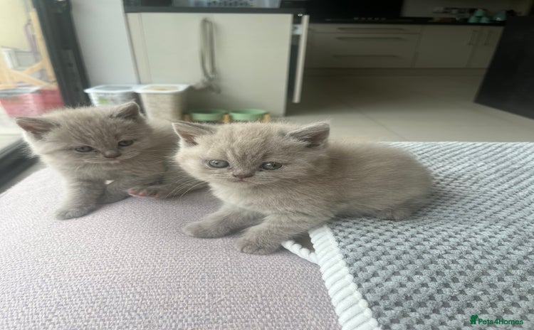 British Shorthair cats - Advert 12