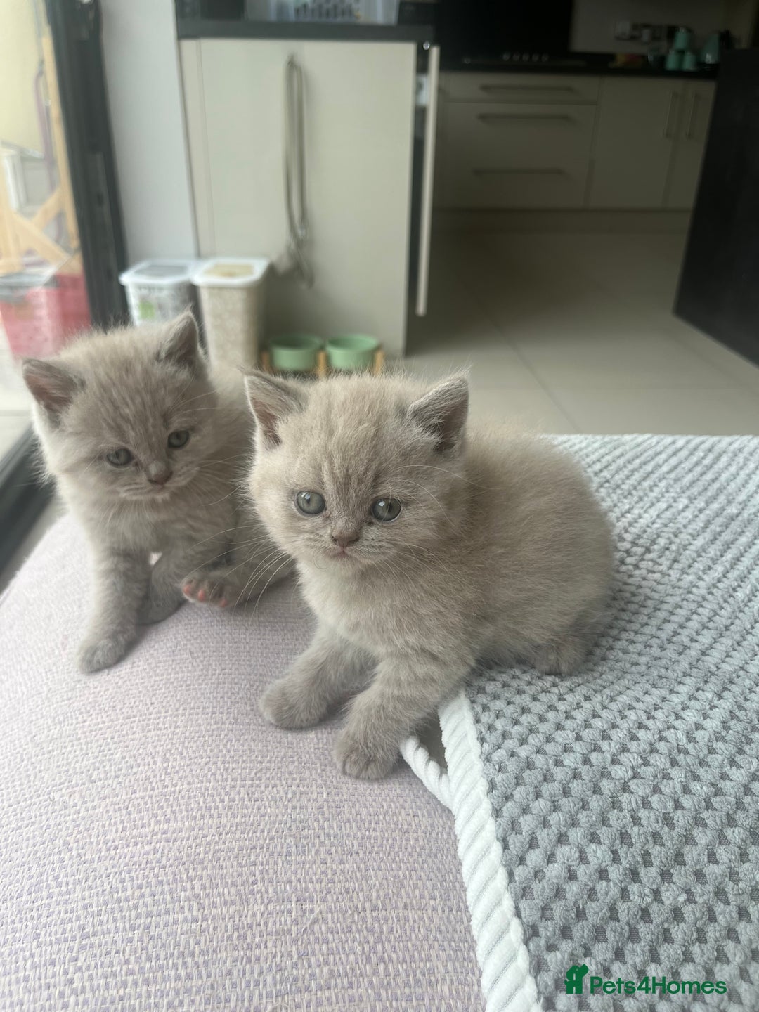 British Shorthair cats for sale: British Short Hair kittens x2 boys left  - Image 1