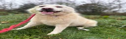 Mixed Breed dogs for adoption: Rosie - Norwich Norfolk  in Norwich - Advert 19