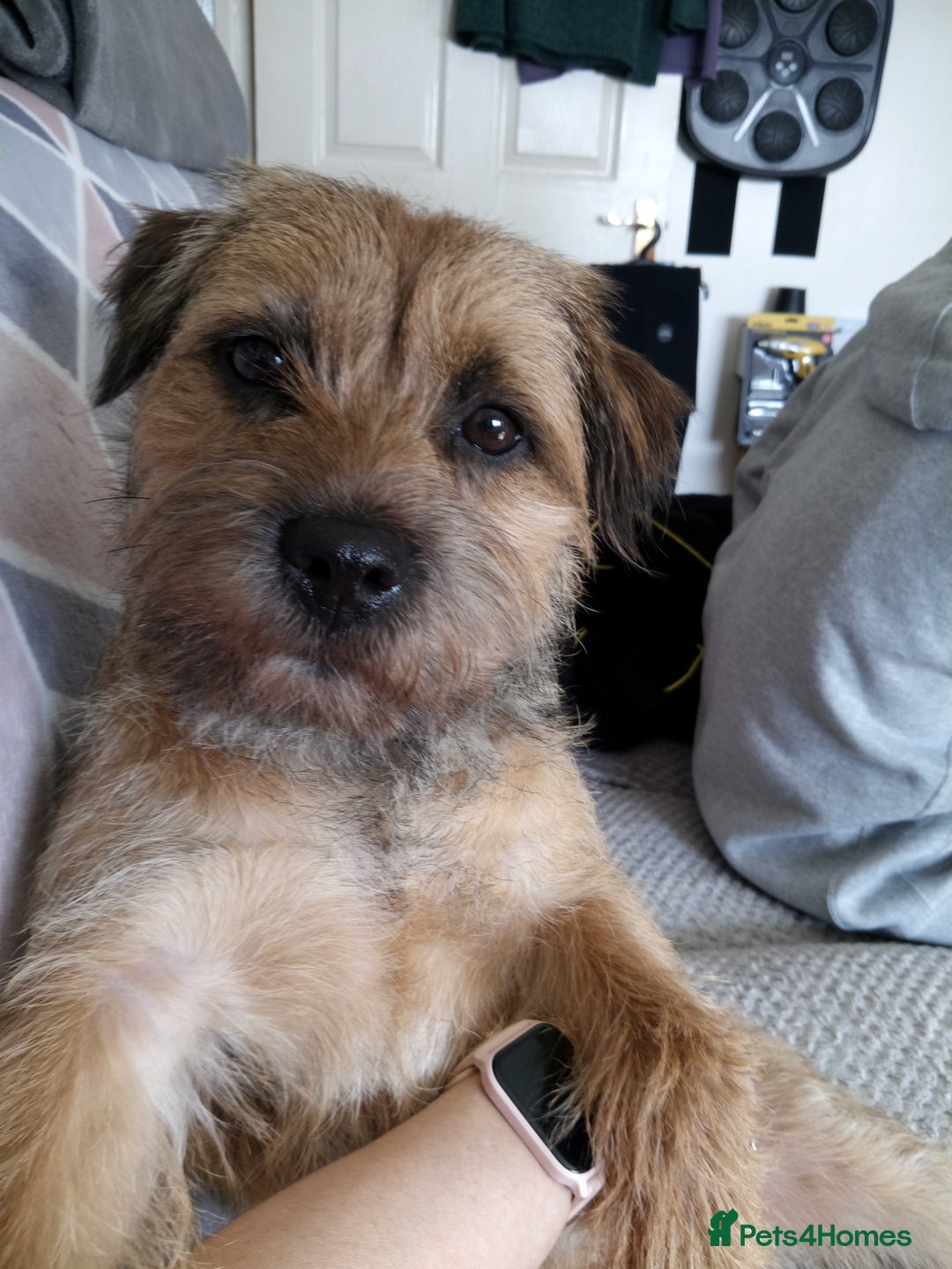 Border Terrier dogs for stud: Stud  - Advert 4